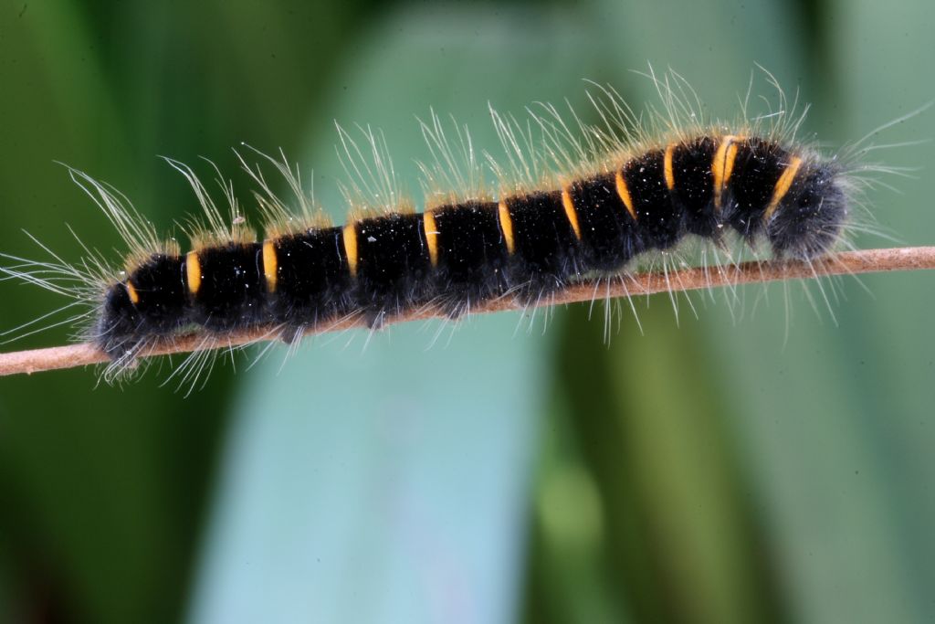 Bruco di ...Macrothylacia rubi (Lasiocampidae)